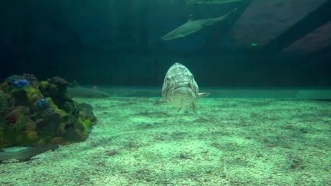Stone fish in aquarium Stock Footage 114647338
