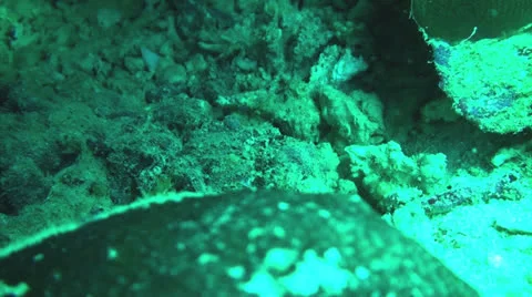 Stone fish attack Stock Footage 22959121