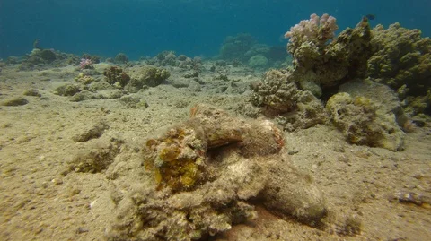 Stone fish camouflaged on the bottom of the Red Sea Stock Footage 128106448