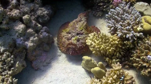 Stone fish on coral reef Stock Footage 7748983