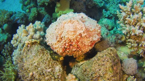 Stone Fish on Coral Reef Stock Footage 94052204