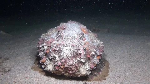 Stone fish Stock Footage 95733250