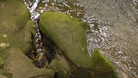 Stone fish Stock Footage 112617874