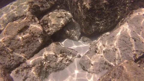 Stone Fish Stock Footage 135545159