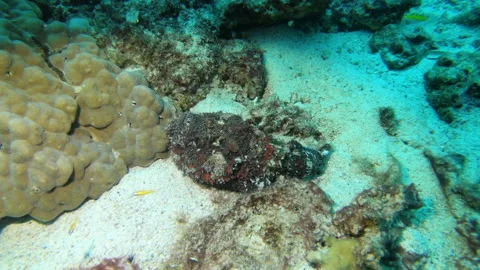 Stone Fish Stock Footage 139748482