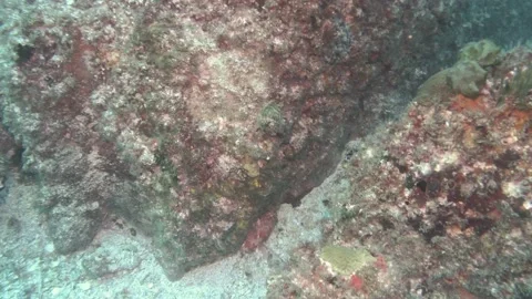 Stone Fish Stock Footage 150470944