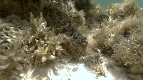 Stone fish hiding in seaweed. Reef Stonefish (Synanceia verrucosa). 4K-60fps Stock Footage 170608301
