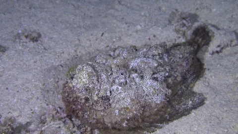 Stone Fish Night Underwater Close Up Red Sea Egypt Stock Footage 102891906