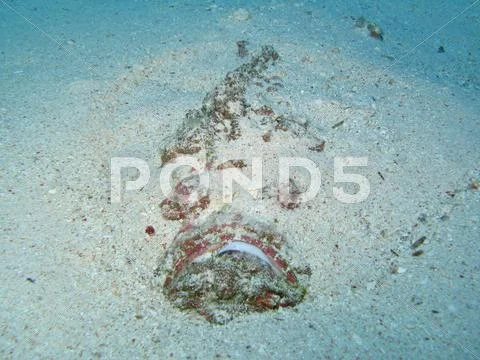 Stone fish Stock Photos