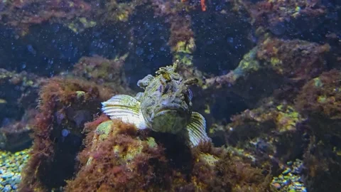 A stone fish resting Stock Footage 252620740