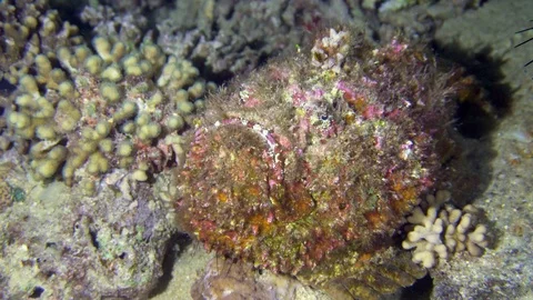Stone Fish Underwater Close Up Red Sea Egypt Stock Footage 102892182