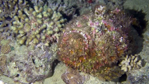 Stone Fish Underwater Close Up Red Sea Egypt Stock Footage 102892216