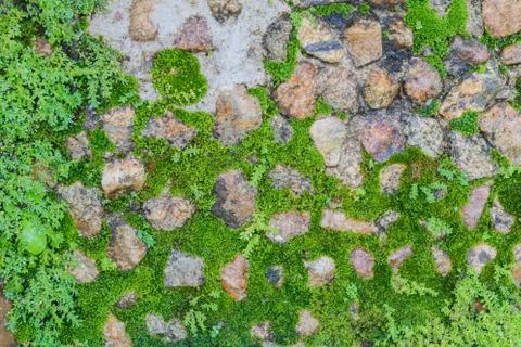 Stone floor with moose Foto stock