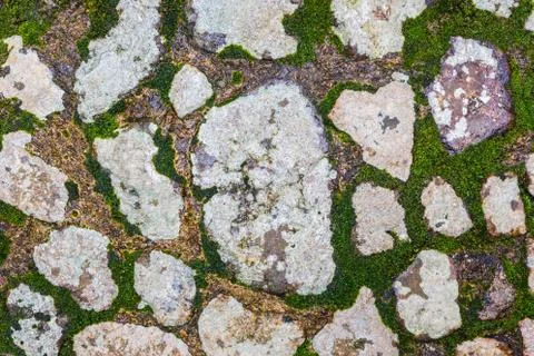 Stone floor with moose Foto stock