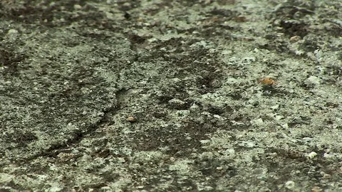 Stone Floor Texture Stock Footage 79629818