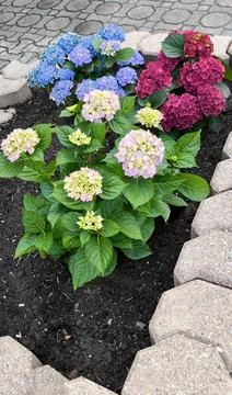 Stone flowerbed with blooming hydrangeas Stock Photos