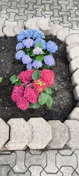 Stone flowerbed with blooming hydrangeas 스톡 사진