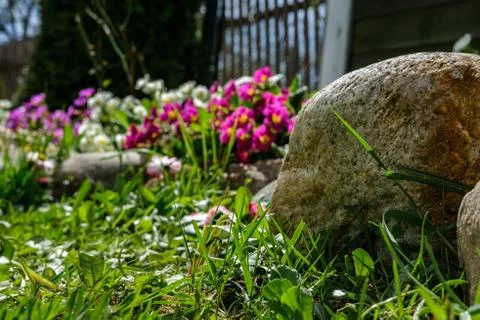 Stone at the flowerbed. Stock Photos