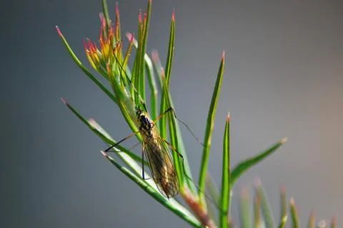 Stone fly 스톡 사진