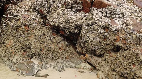 Stone Stock Footage 164145858