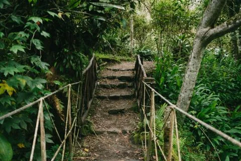 Stone footpath leading through quiet forest Foto stock