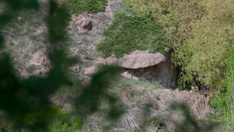 Stone in the forest and leaves in the foreground Stock Footage 220990159