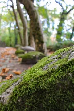Stone in the forest covered with moss Stock Photos