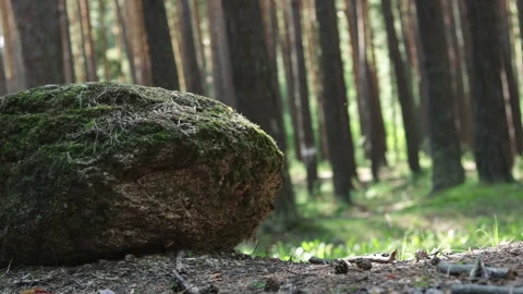 Stone forest floor tracking shot slider camera Stock Footage 102883279