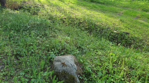Stone in the forest on the grass. Stone in the forest close up. Stock Footage 108236761