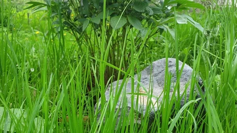 Stone in the forest on the grass. Stone in the grass slow motion Stock Footage 108539988