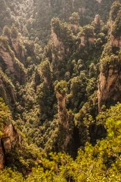 Stone Forest Stock Photos