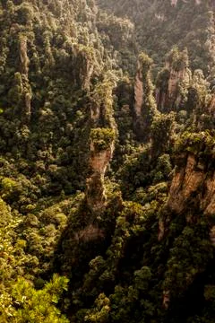 Stone Forest Stock Photos