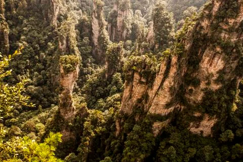 Stone Forest Stock Photos