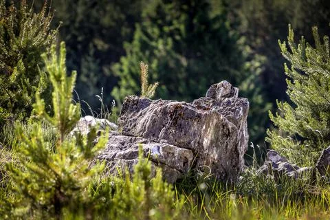 Stone, forest with pine trees in summer Stock Photos