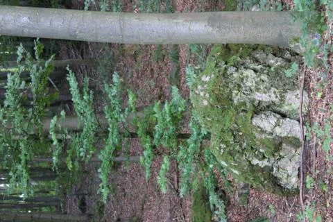 Stone in the forest with tree beside it Stock Photos