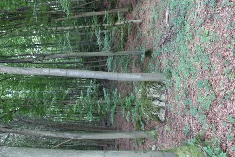 Stone in the forest with tree beside it Stock Photos