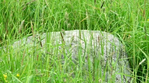 Stone on the grass  库存影片 874294