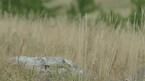 Stone in the grass Stock Footage 163877652