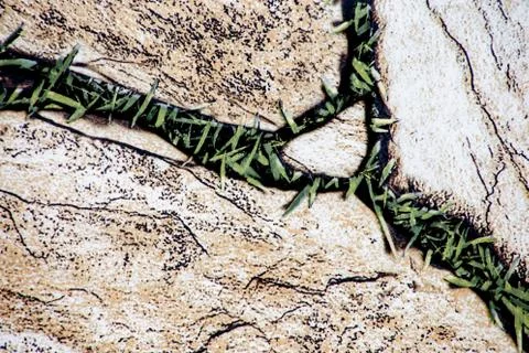 Stone with grass Stock Photos