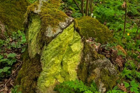 Stone with green closeup Stock Photos