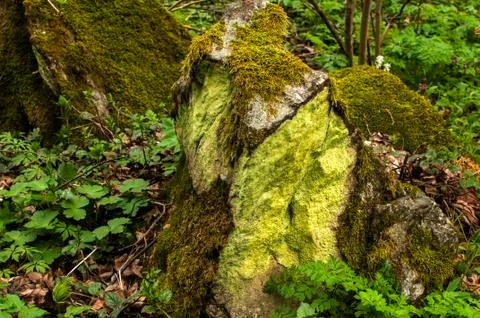 Stone with green closeup Stock Photos