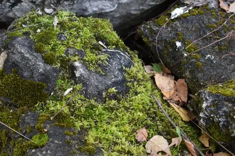 Stone With Green Moss Foto stock