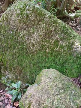 Stone with green moss Stock Photos