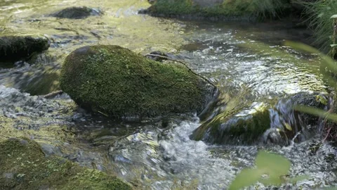 Stone with green moss in a river stream 库存影片 137263983
