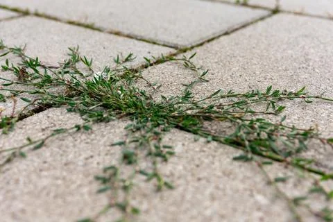Stone ground with cracks and an object on it Stock Photos