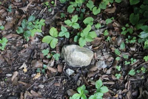 Stone on the ground in a forest Stock Photos