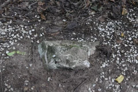 Stone on the ground in a forest Stock Photos