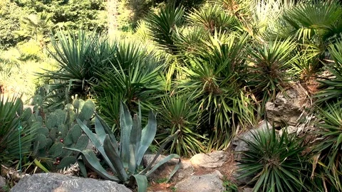 On stone hill grow Yucca agave cacti. Stock Footage 106967845