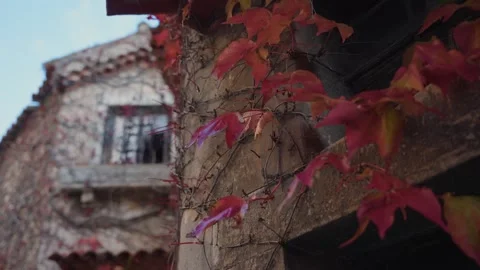 Stone house covered with red ivy during autumn Stock Footage 339098353