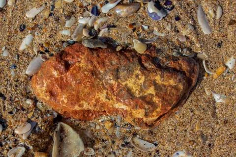A stone with iron impurities and shells on the sand. Stock Photos